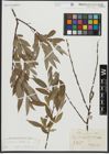 Foto von Salix alba L.